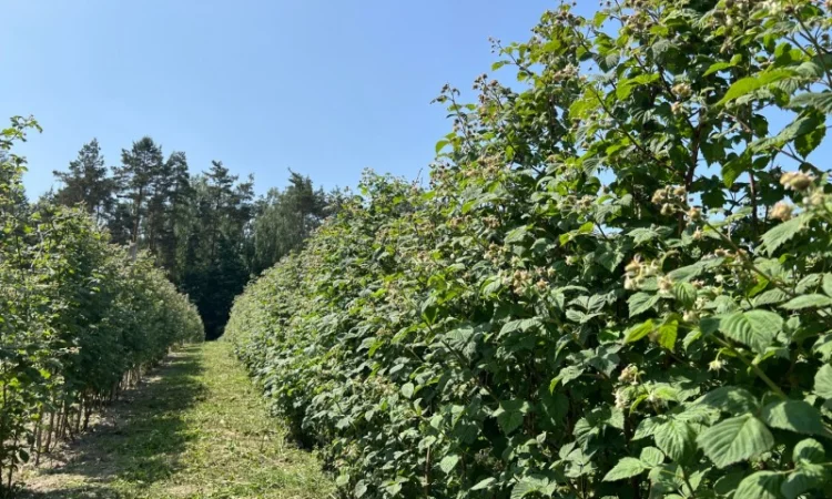 Сажанці малини - фото № 12