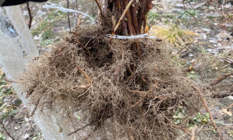 Сажанці малини Поляна, глен ампл - фото № 1