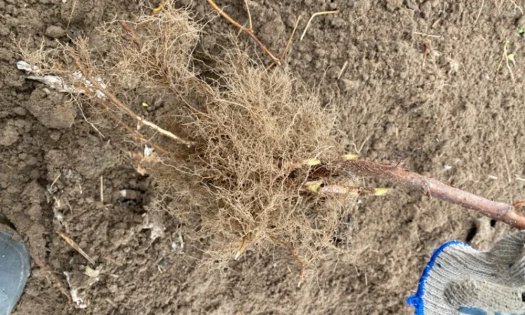 Сажанці малини Поляна, глен ампл - фото № 2