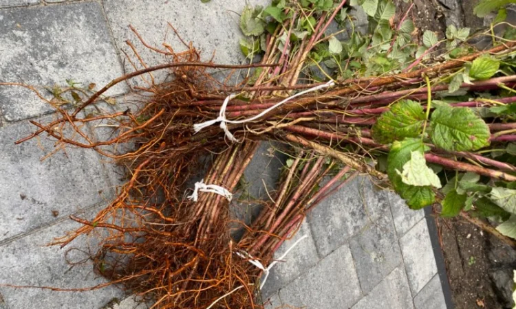 Сажанці малини Поляна, глен ампл - фото № 3