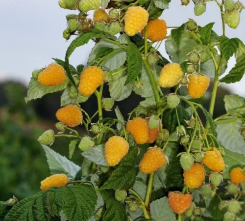 Садженці жовтої ремонтантної малини Ранкова роса - фото № 2