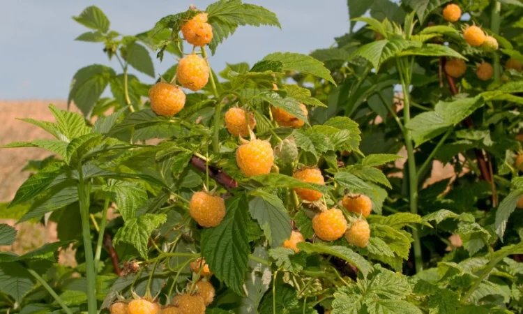 Садженці жовтої ремонтантної малини Ранкова роса - фото № 3