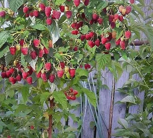 Однорічні садженці малини Полка, десертний смак - фото № 1