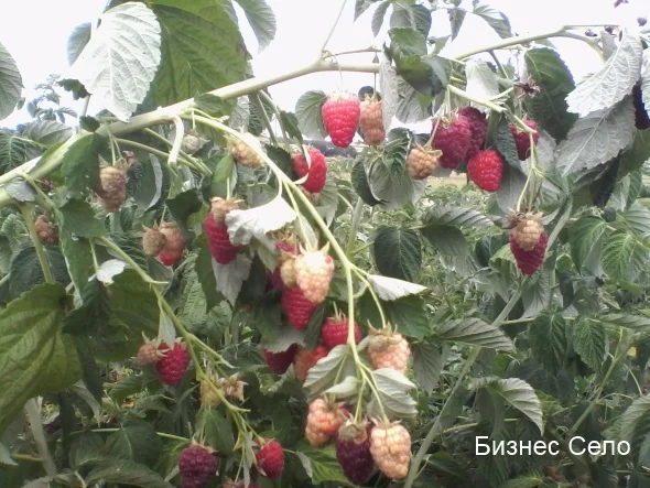 Однорічні садженці малини Полка, десертний смак - фото № 3