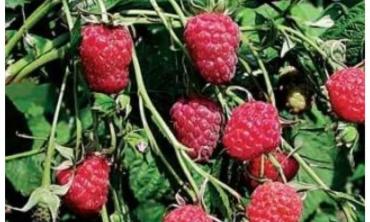 Однорічні садженці літньої малини Родзієва - фото № 2