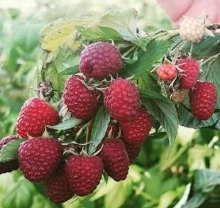 Однорічні садженці літньої малини Родзієва - фото № 3