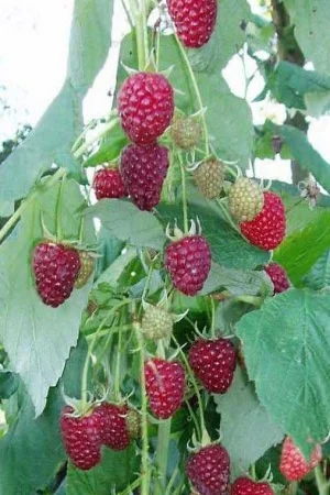 Однорічні садженці літньої малини Глен Емпл, сорт малини без колючок - фото № 2