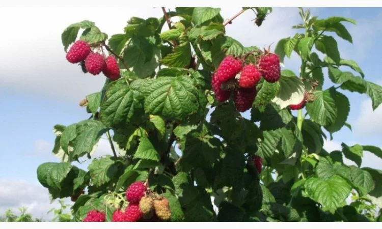 Однорічні садженці літньої малини Глен Емпл, сорт малини без колючок - фото № 3