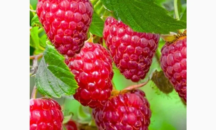 Однорічні садженці літньої малини Глен Емпл, сорт малини без колючок - фото № 4