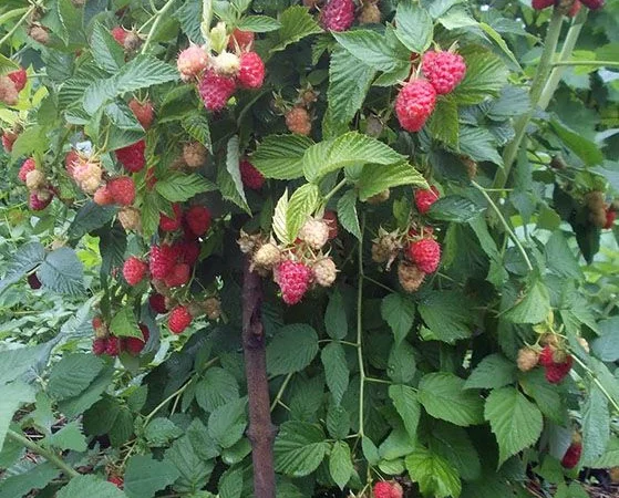 Садженці літньої малини Ковітчан - фото № 4