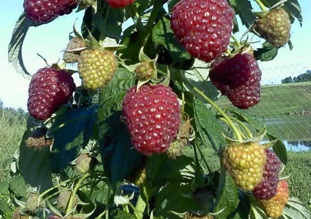Однорічні садженці літньої малини Ляшка - фото № 1