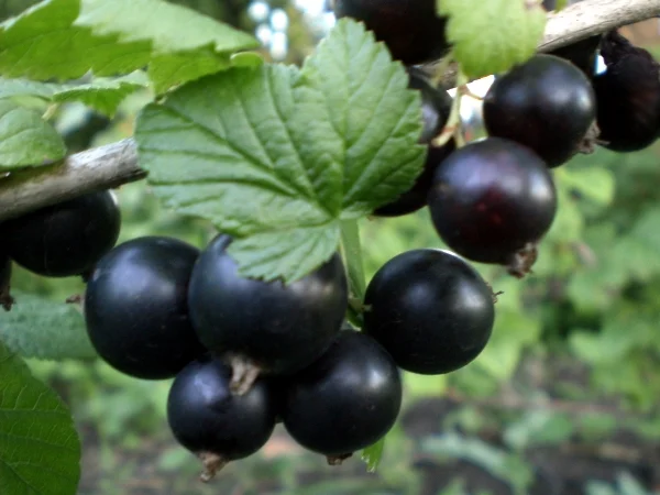 Садженці дуже великої чорної смородини Краса Львова - фото № 1