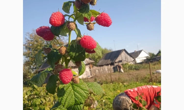 Малина. Саджанці - фото № 1