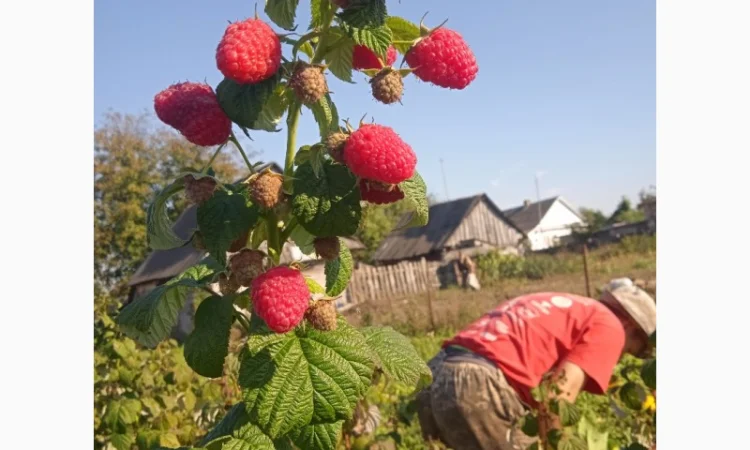 Малина. Саджанці - фото № 2