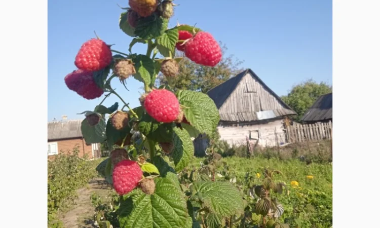 Малина. Саджанці - фото № 3