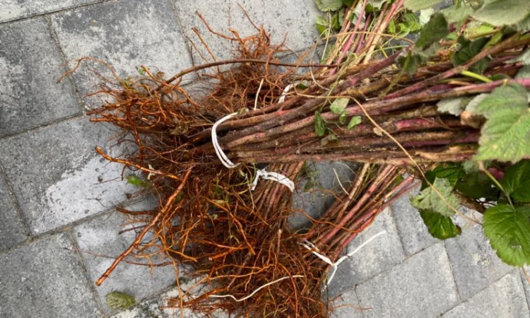 Саджанці малин Пшехиба, глен та поляна - фото № 1