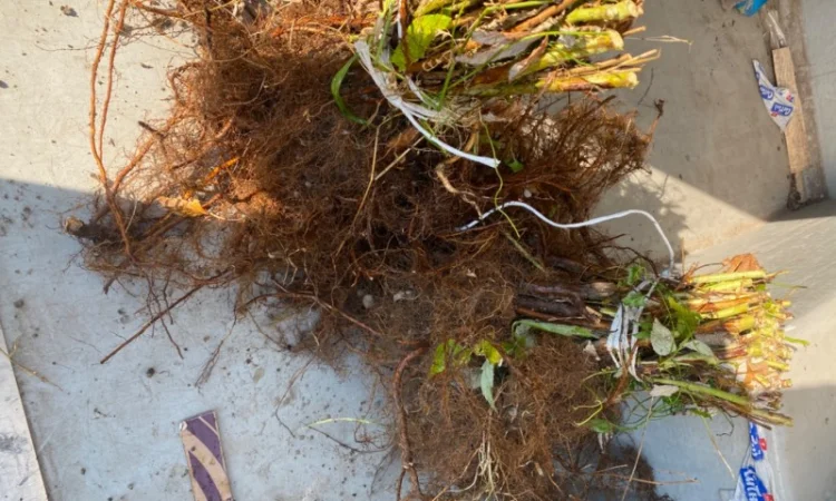 Саджанці малин Пшехиба, глен та поляна - фото № 3