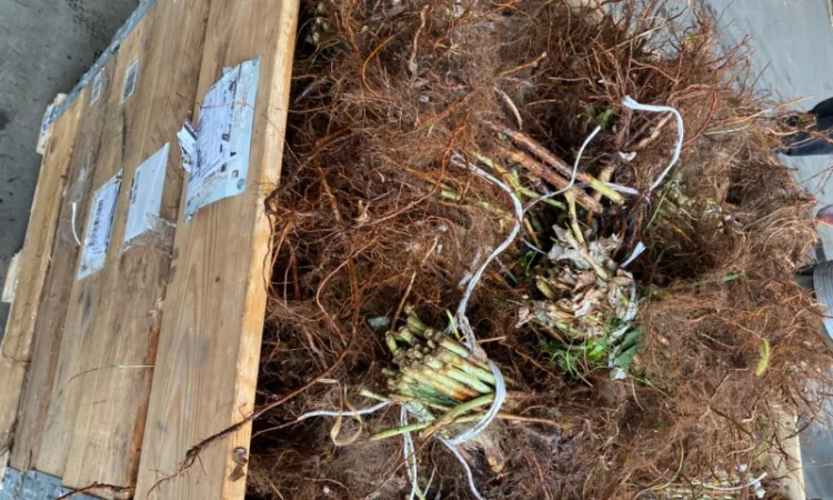 Саджанці малин Пшехиба, глен та поляна - фото № 4