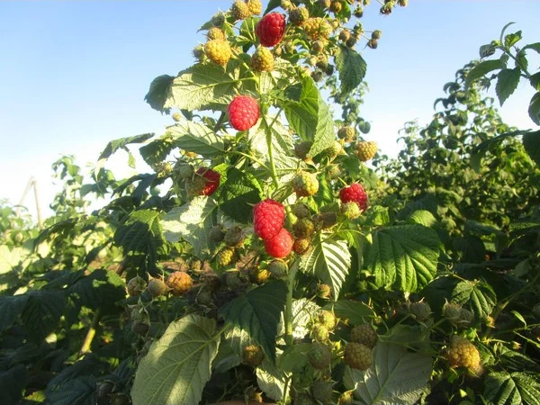Малина Мапема, Маравілла, Єнросадіра, Хімбо Топ, Пшехиба, Радзіева - фото № 1