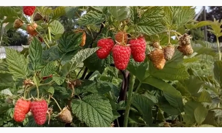 Малина Мапема, Маравілла, Єнросадіра, Хімбо Топ, Пшехиба, Радзіева - фото № 2