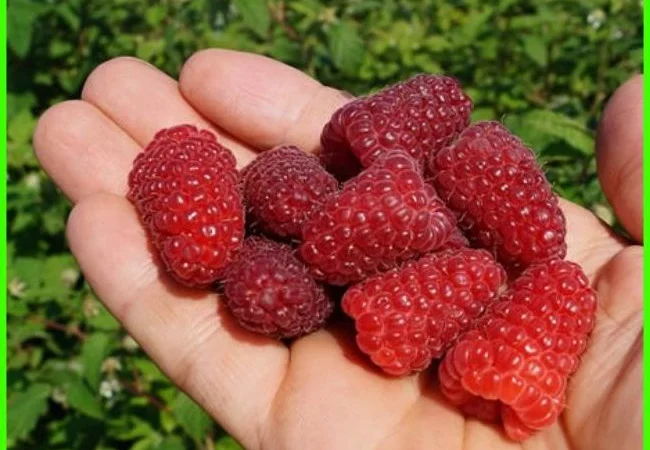 Малина Мапема, Маравілла, Єнросадіра, Хімбо Топ, Пшехиба, Радзіева - фото № 3