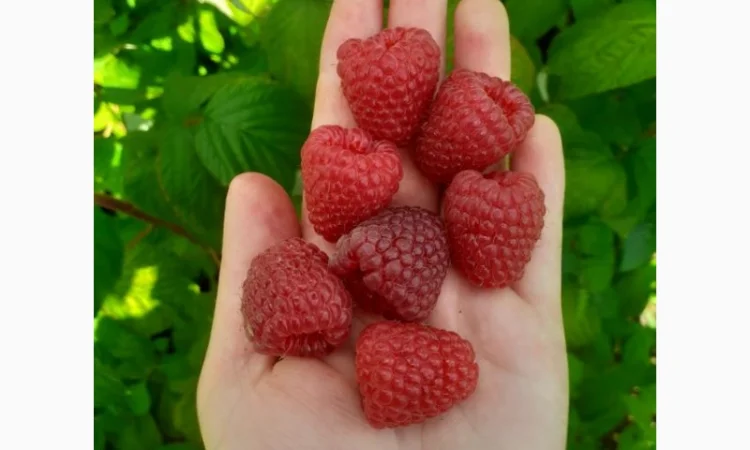 Продаю СОРТОВІ саджанці ремонтантної малини:полана, полка, джоанджей, полісся, саженцы малины - фото № 1