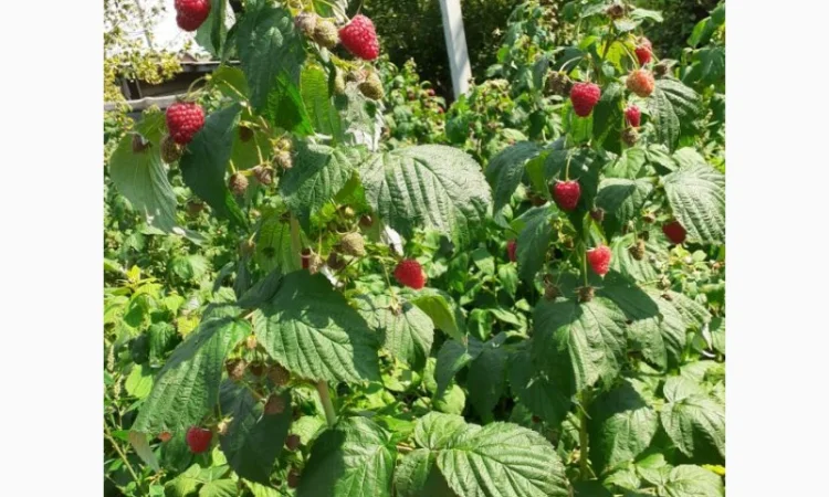 Продаю СОРТОВІ саджанці ремонтантної малини:полана, полка, джоанджей, полісся, саженцы малины - фото № 2