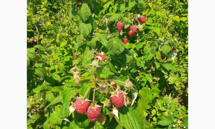 Продаю СОРТОВІ саджанці ремонтантної малини:полана, полка, джоанджей, полісся, саженцы малины - фото № 3