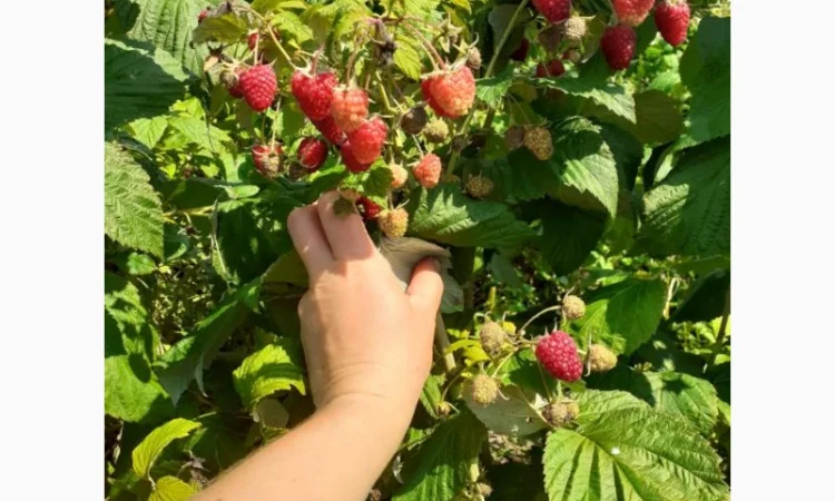 Продаю СОРТОВІ саджанці ремонтантної малини:полана, полка, джоанджей, полісся, саженцы малины - фото № 5