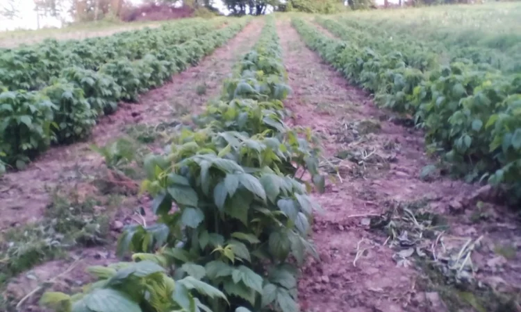 Продаю СОРТОВІ саджанці ремонтантної малини:полана, полка, джоанджей, полісся, саженцы малины - фото № 6