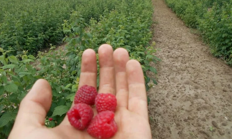 Продам саджанці Малини, ремонтантний сорт POLANA.Саженцы.Опт Роздріб - фото № 1