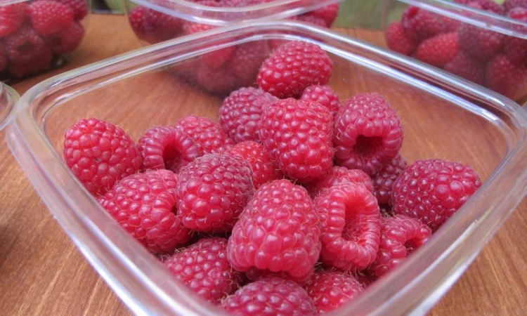 Продам саджанці Малини, ремонтантний сорт POLANA.Саженцы.Опт Роздріб - фото № 3