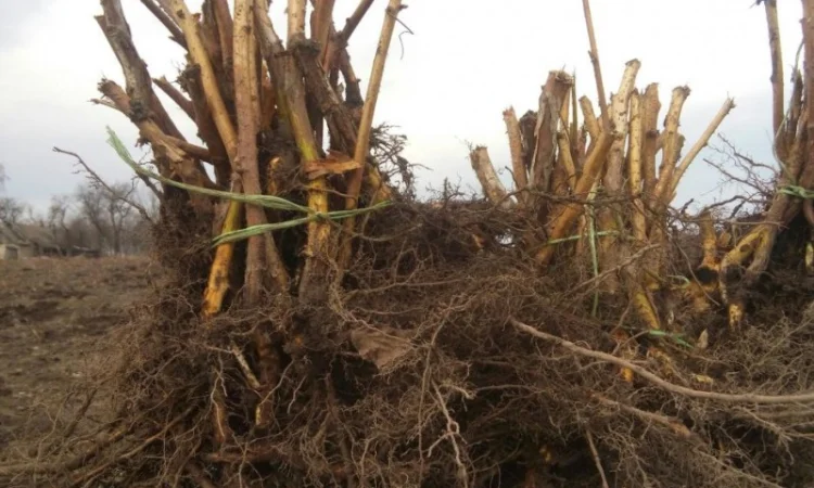 МАЛИНА саджанці, сажанци, садженці, саженцы малини сорт ПОЛАНА та ПОЛКА - фото № 1