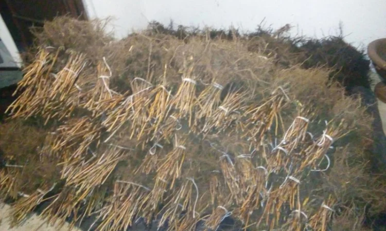 МАЛИНА саджанці, сажанци, садженці, саженцы малини сорт ПОЛАНА та ПОЛКА - фото № 2