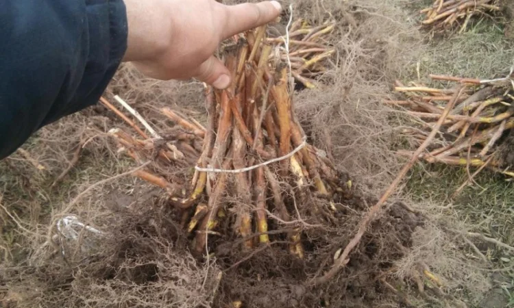 МАЛИНА саджанці, сажанци, садженці, саженцы малини сорт ПОЛАНА та ПОЛКА - фото № 3