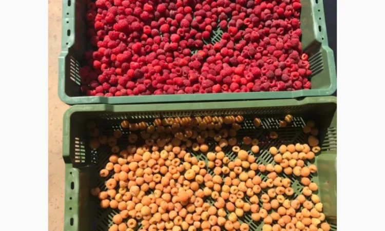 Саджанці малини - фото № 1