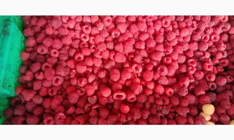 Саджанці малини - фото № 2