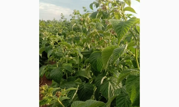 Саджанці малини Полка і Полана - фото № 3