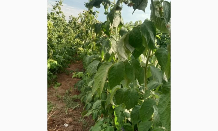 Саджанці малини - фото № 3