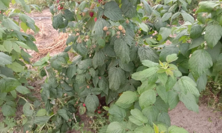 Саджанці малинки оптом та вроздріб - фото № 1