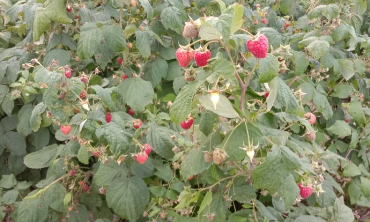 Саджанці малинки оптом та вроздріб - фото № 2