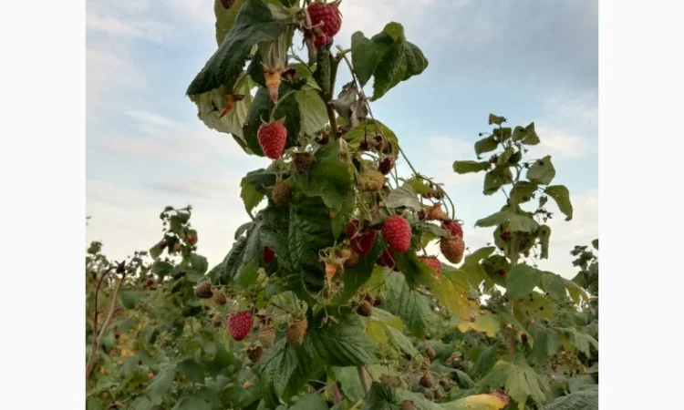 Саджанці малинки оптом та вроздріб - фото № 3