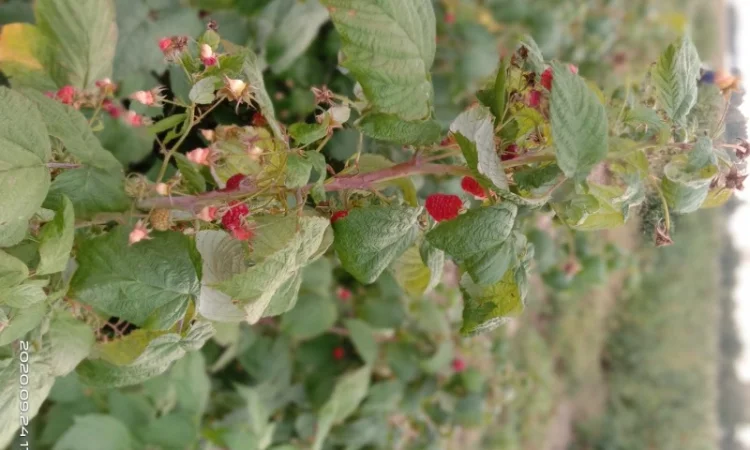 Саджанці малинки оптом та вроздріб - фото № 4