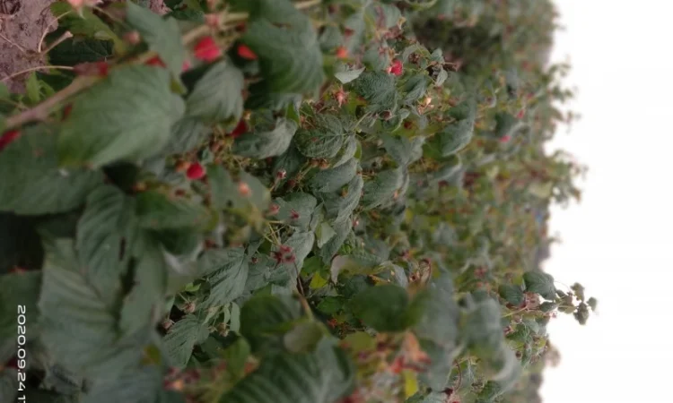 Саджанці малинки оптом та вроздріб - фото № 5