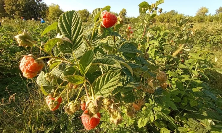 Саджанці малинки оптом та вроздріб - фото № 7