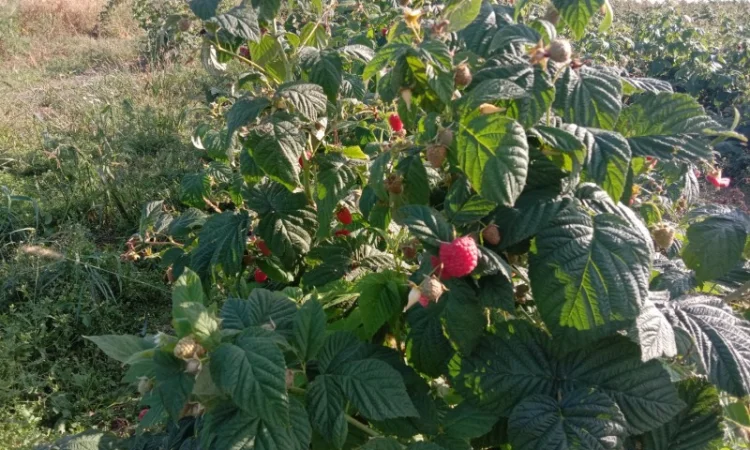 Саджанці малинки оптом та вроздріб - фото № 8