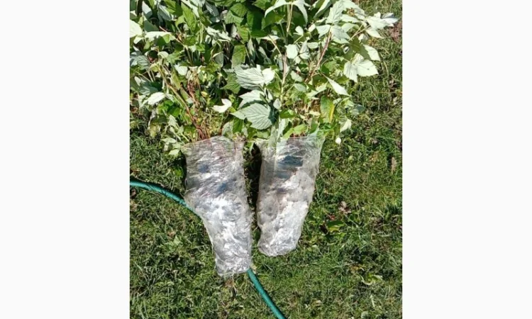 Саджанці малинки оптом та вроздріб - фото № 9