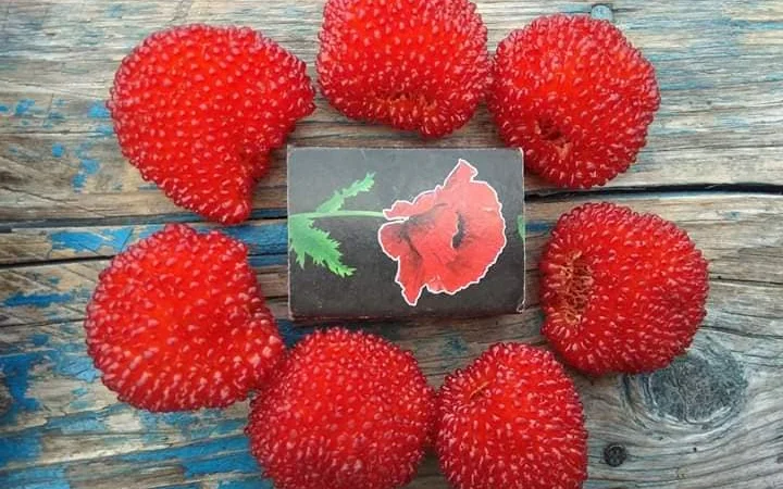 Саджанці Малина Мяо Мяо - фото № 1