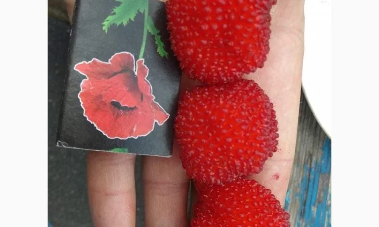 Саджанці Малина Мяо Мяо - фото № 3