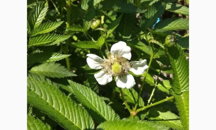 Саджанці Малина Мяо Мяо - фото № 4